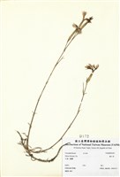 藏品(蠅子草)的圖片